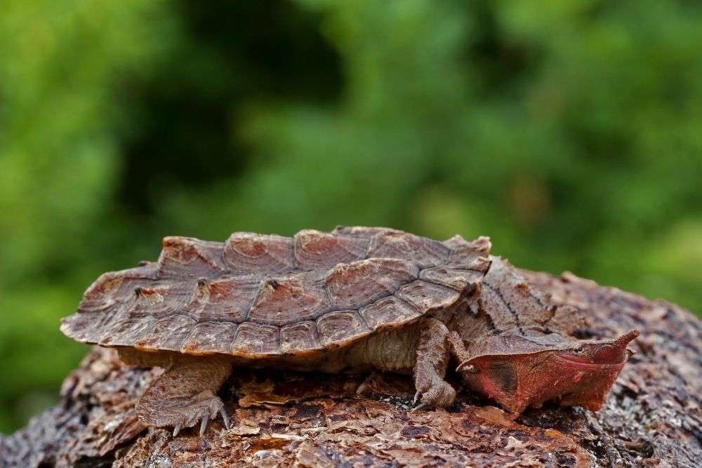 Mata-Mata Turtle