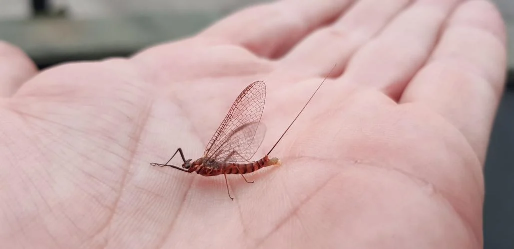 Mayfly