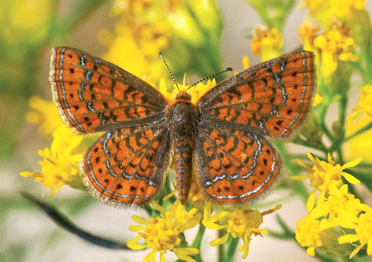 Metalmark Butterfly