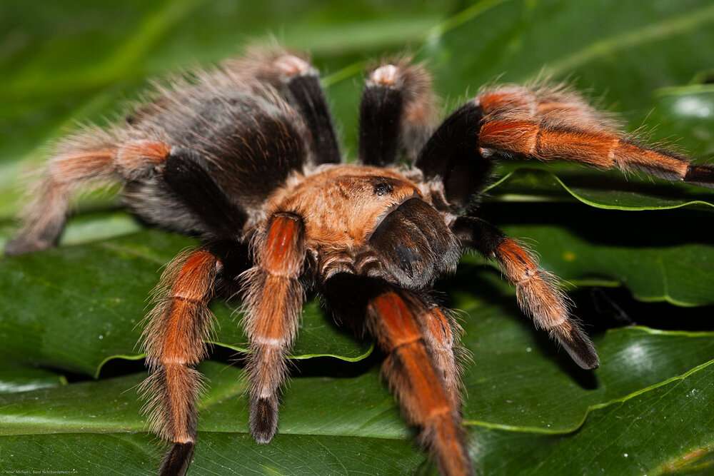 Mexican Fireleg Tarantula