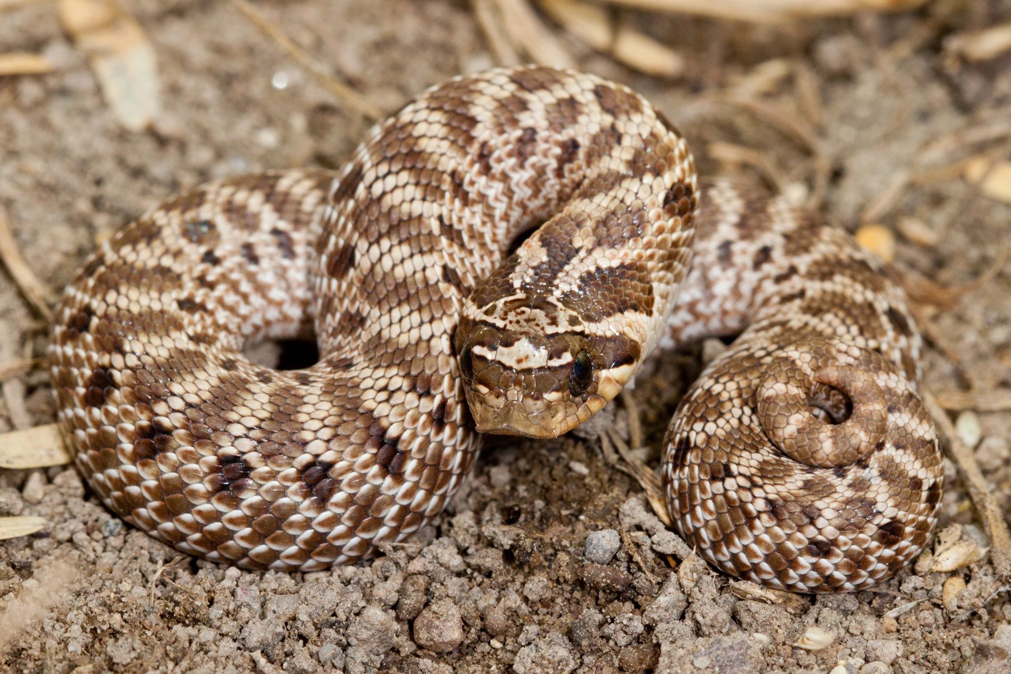 Mexican Hognose