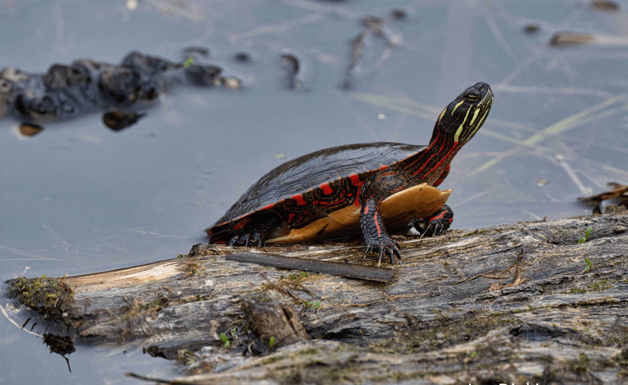 Midland Painted Turtle