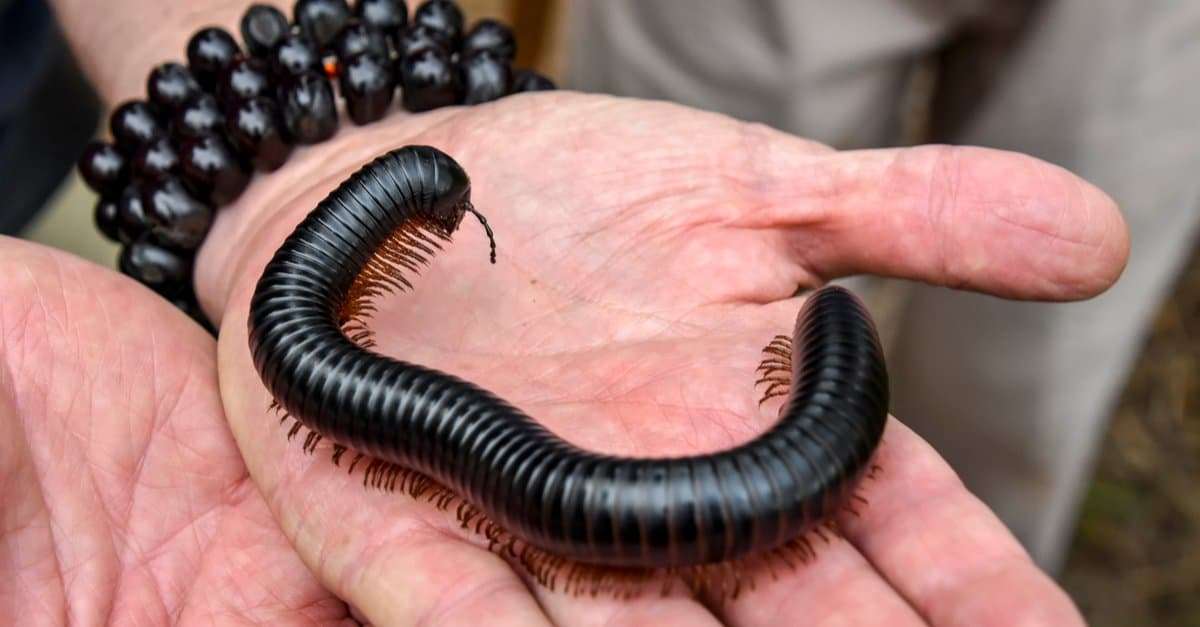 Millipedes