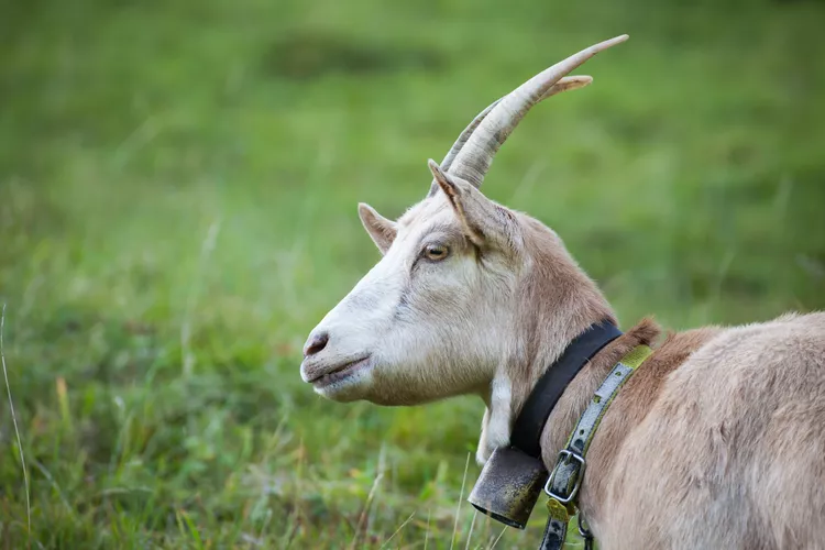 Mini Alpine Goat