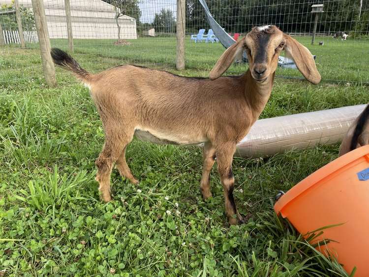 Mini Nubians Gooat
