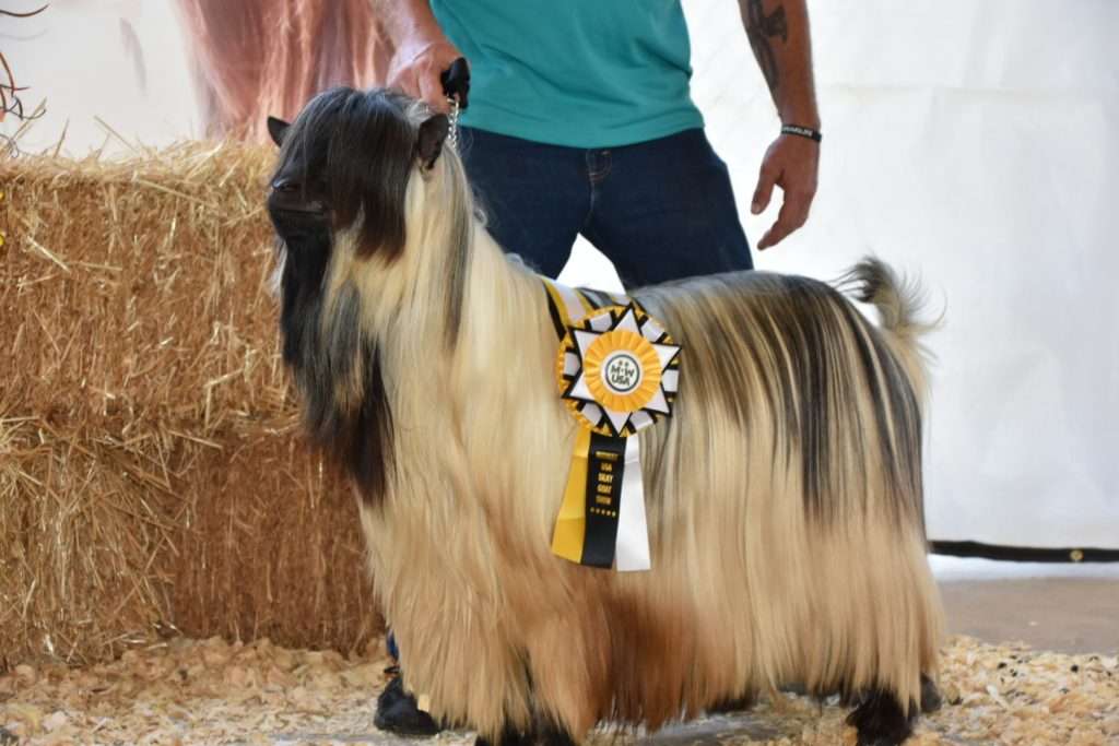 Mini Silky Fainting Goat