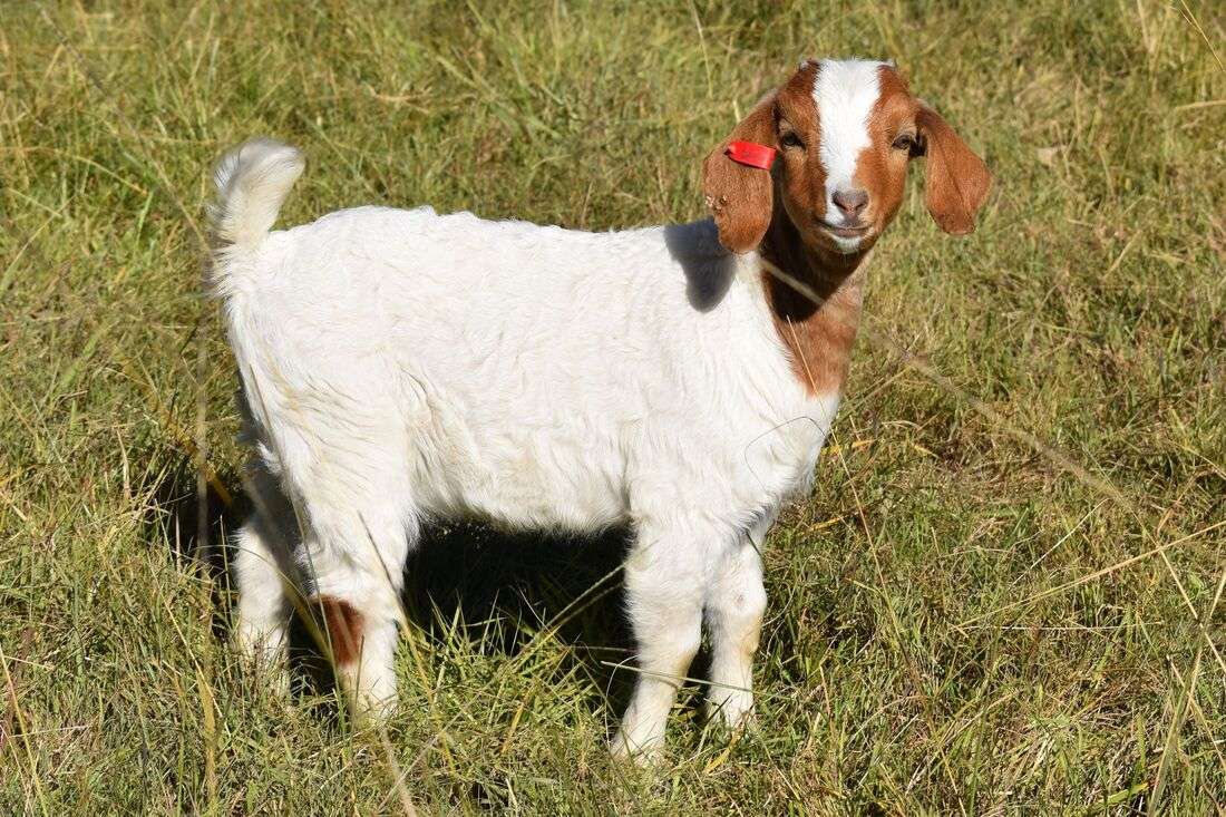 Miniature Boer Goat