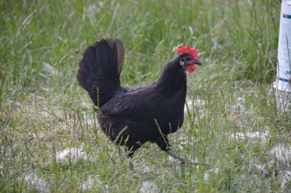 Minorca Chicken