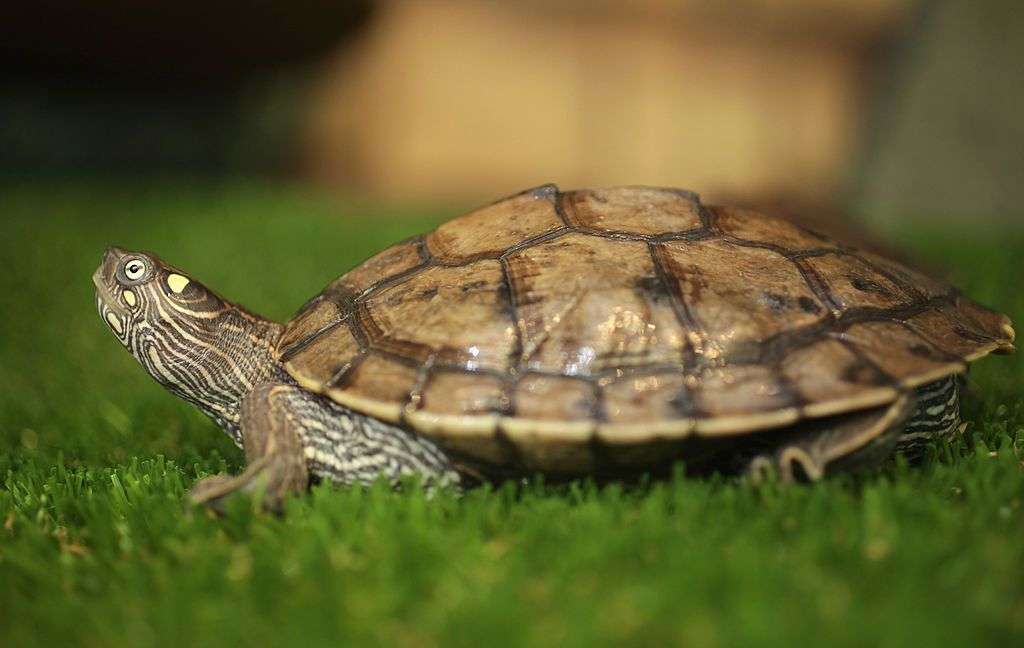 Mississippi Map Turtle