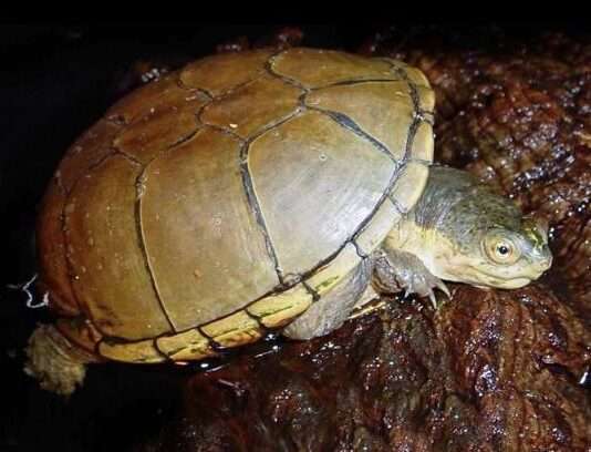 Mississippi Mud Turtle
