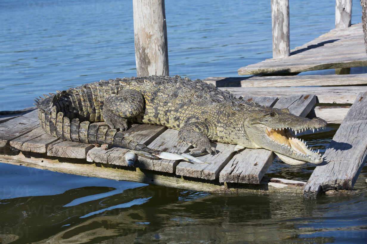 Morelet's Crocodile