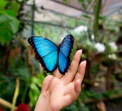 Morpho Butterfly