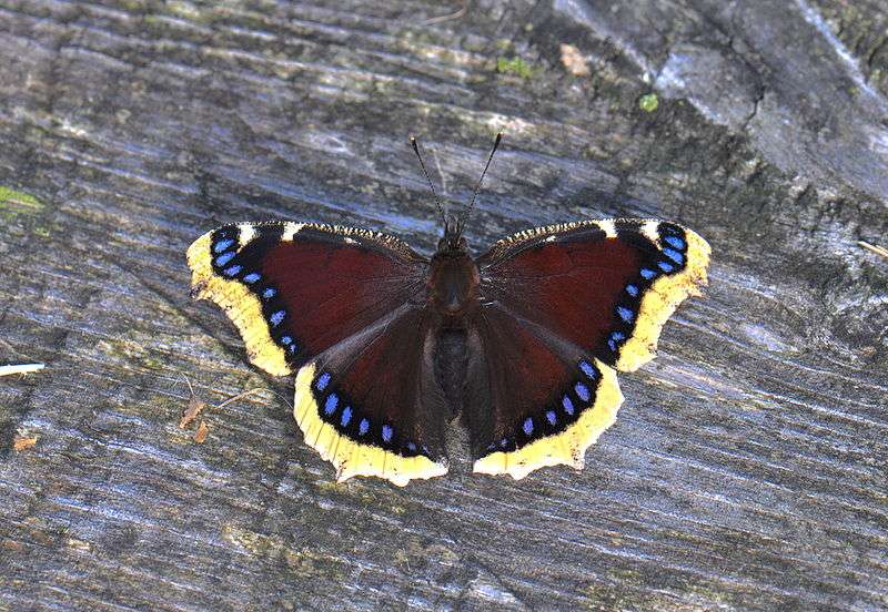 Mourning Cloak Butterfly