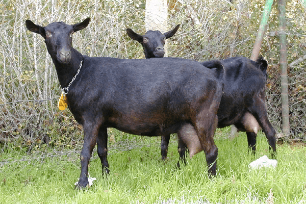 Murcia-Granada Goat