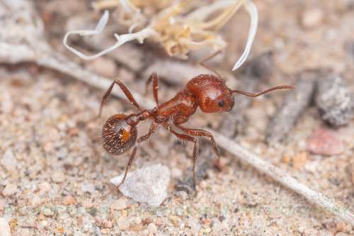 Myrmicinae