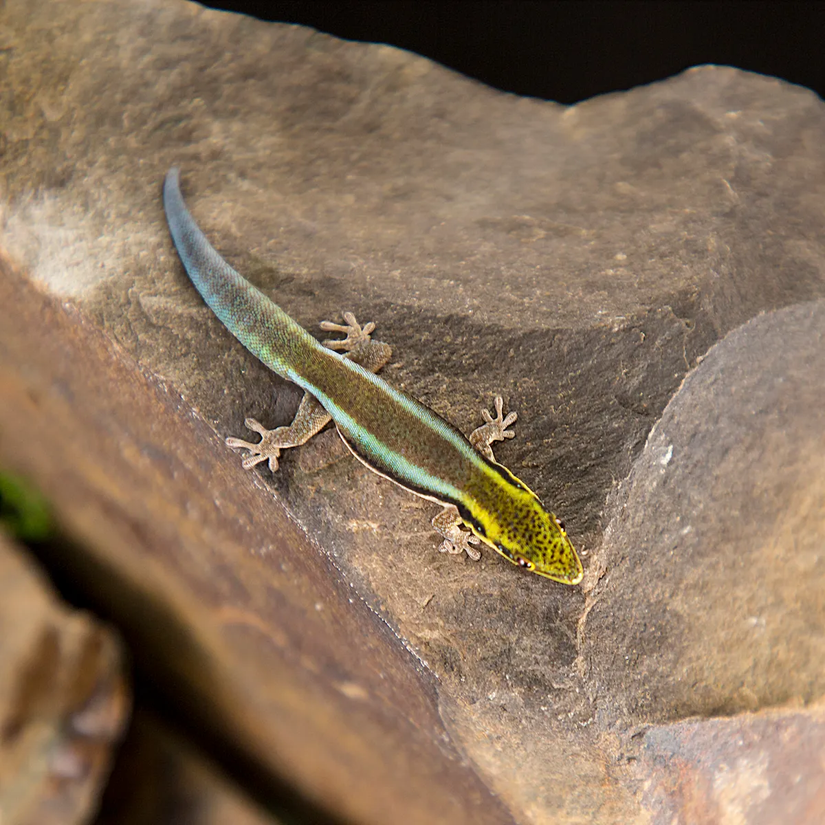 Neon Day Gecko
