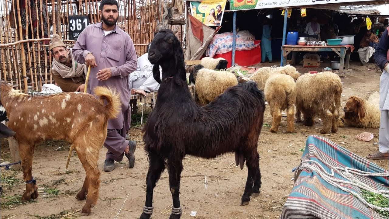 Nachi Goat