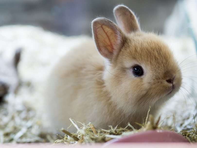 Netherland Dwarf Rabbit