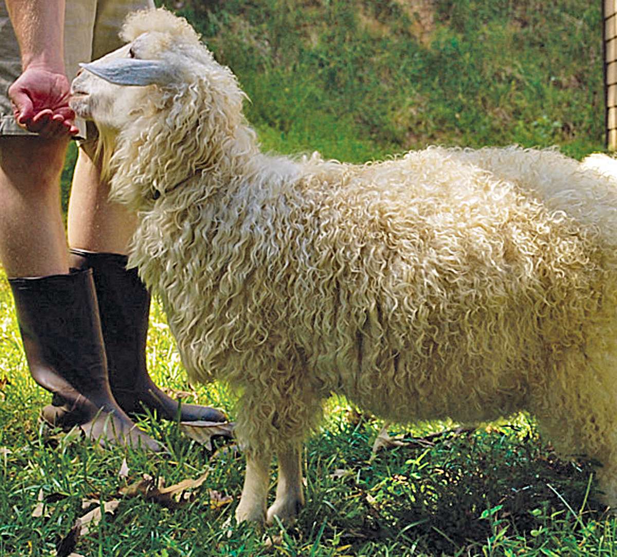 Nigora Goat