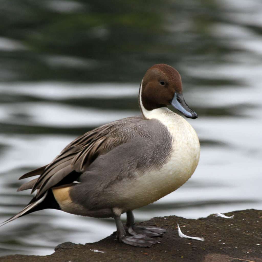 Northern Pintail Duck