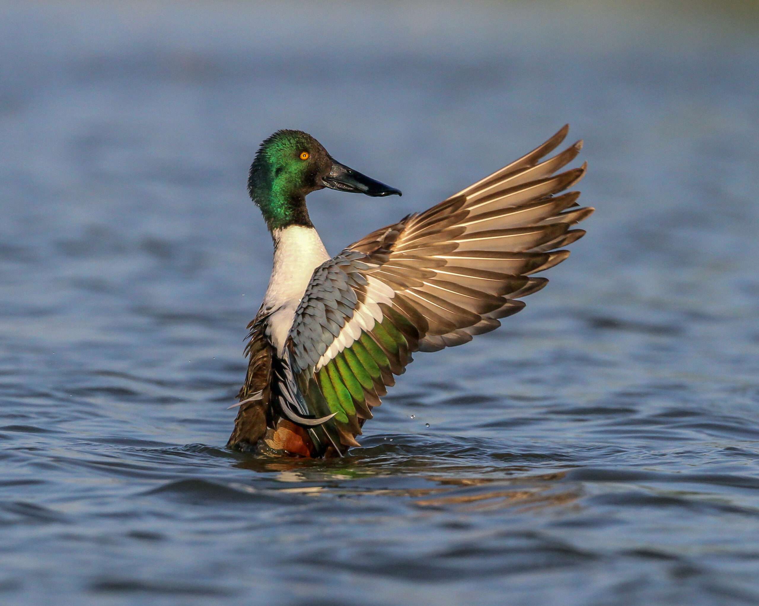 Northern Shoveler Duck
