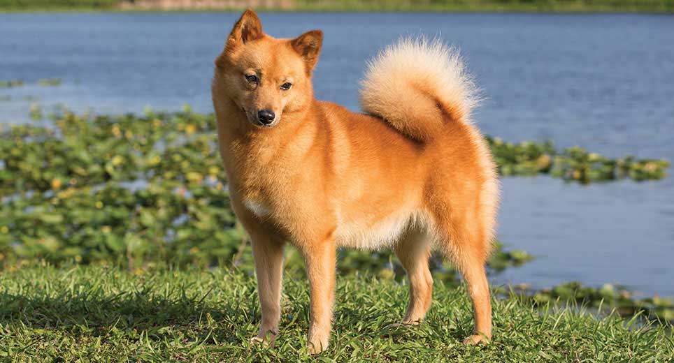 Norwegian Buhund