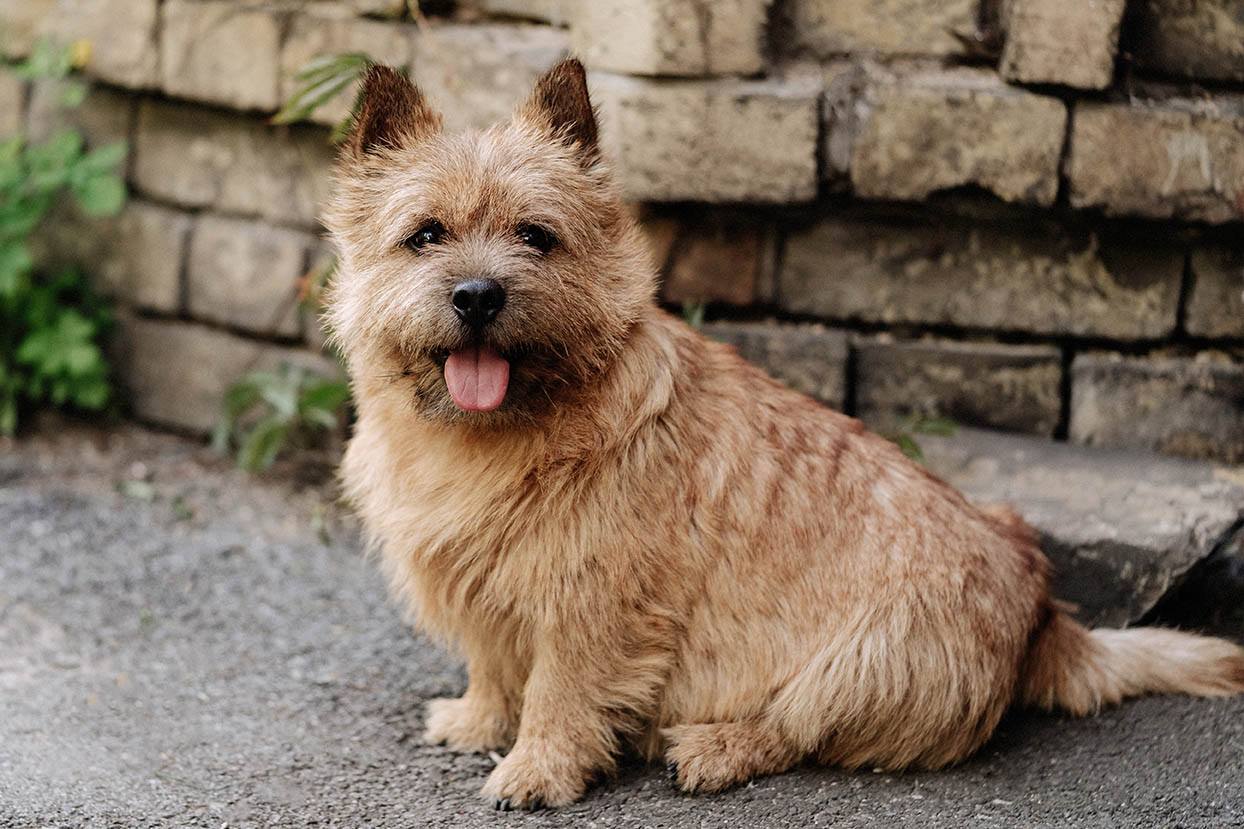 Norwich Terriers