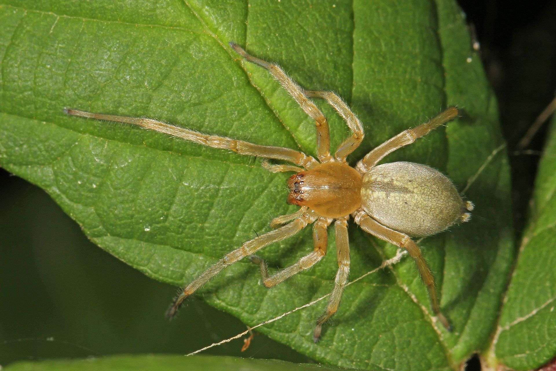 Northern Yellow Sac Spider