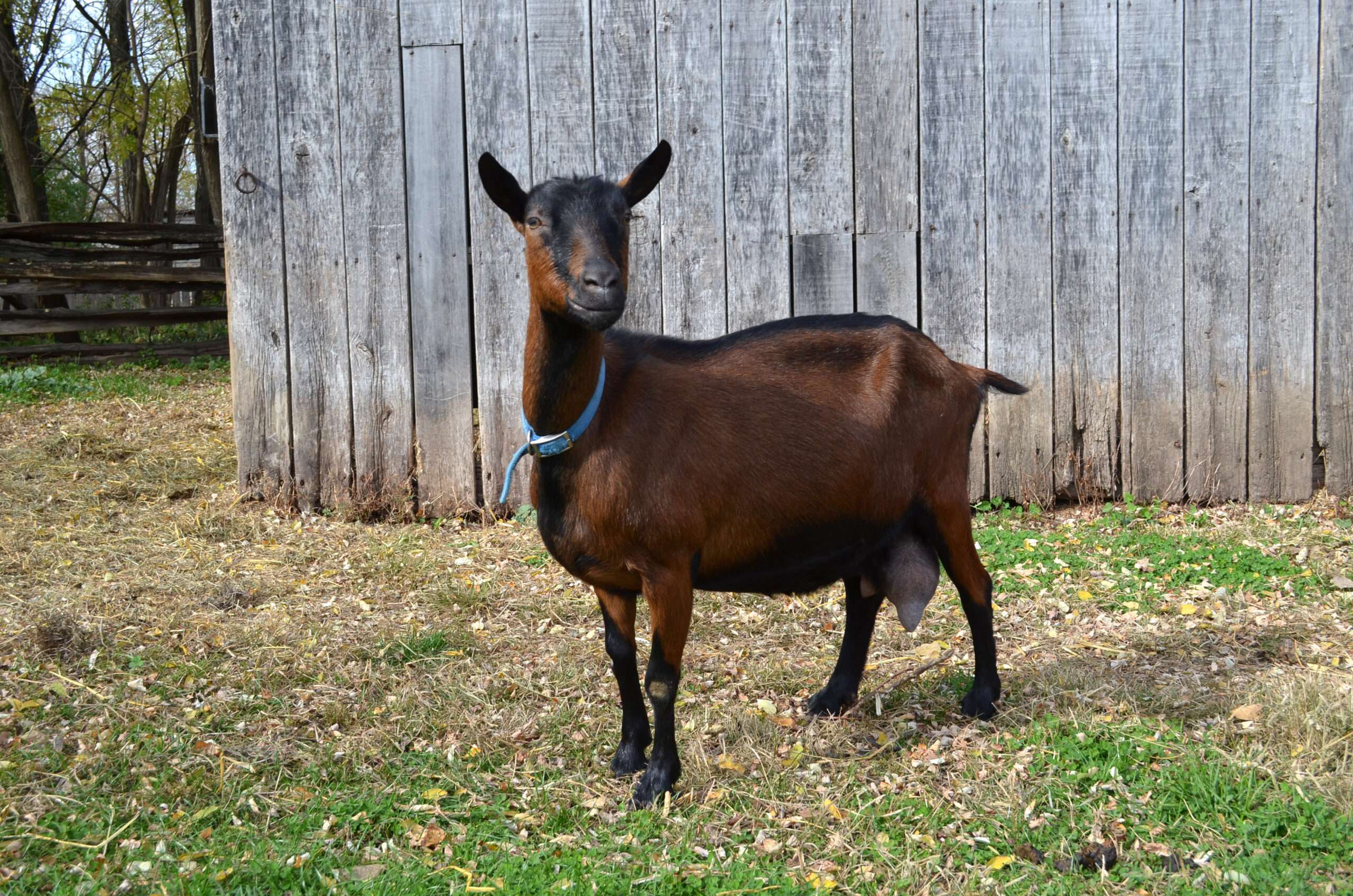Oberhasli Goat