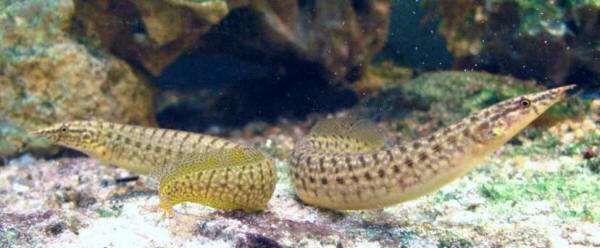 Ocellated Spiny Eel