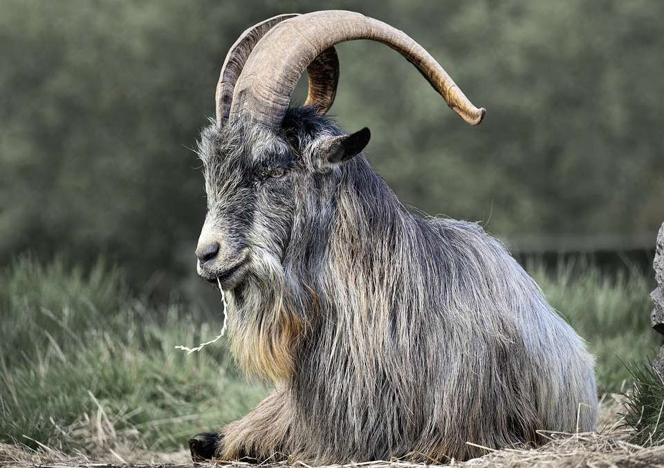 Old Irish Goat