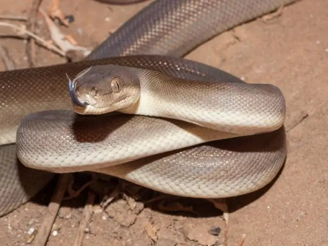 Olive Python