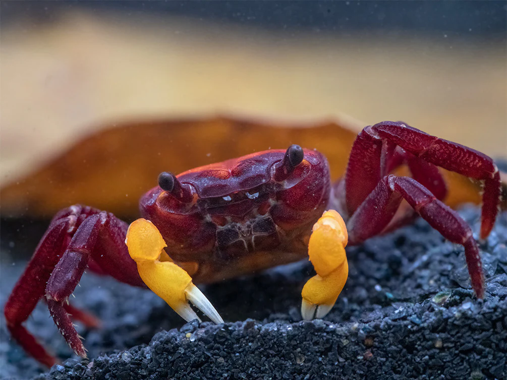 Orange Arm Borneo Crab
