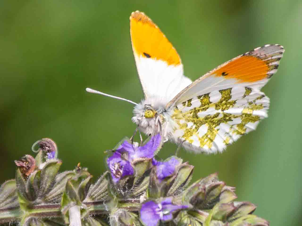 Orange Tip Butterfly