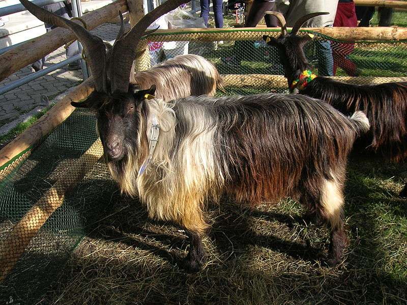 Orobica Goat