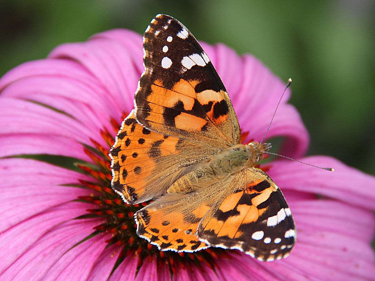 Painted Lady Butterfly