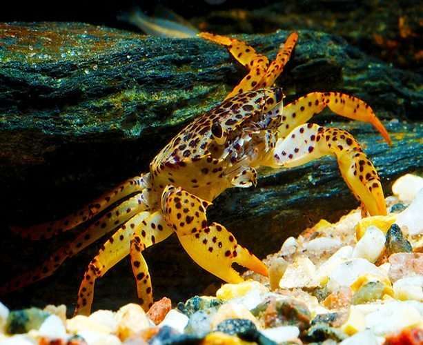 Panther Crab