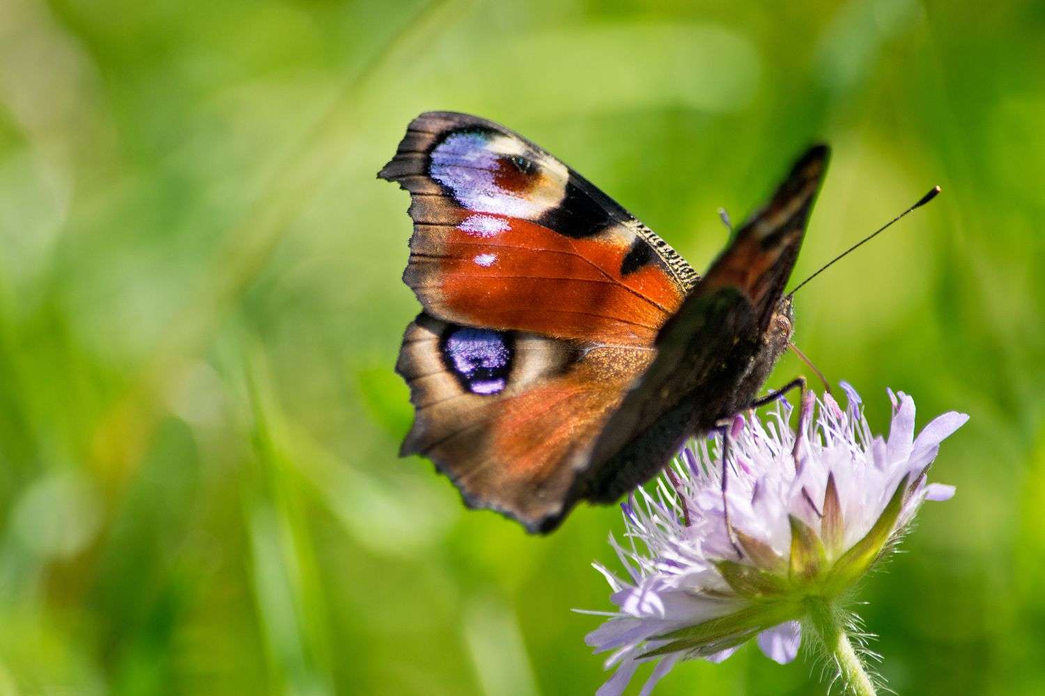 Peacock Butterfly