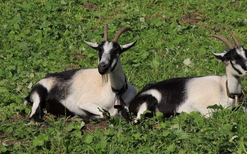Peacock Goat