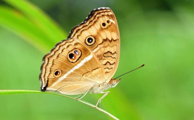 Peacock Pansy Butterfly