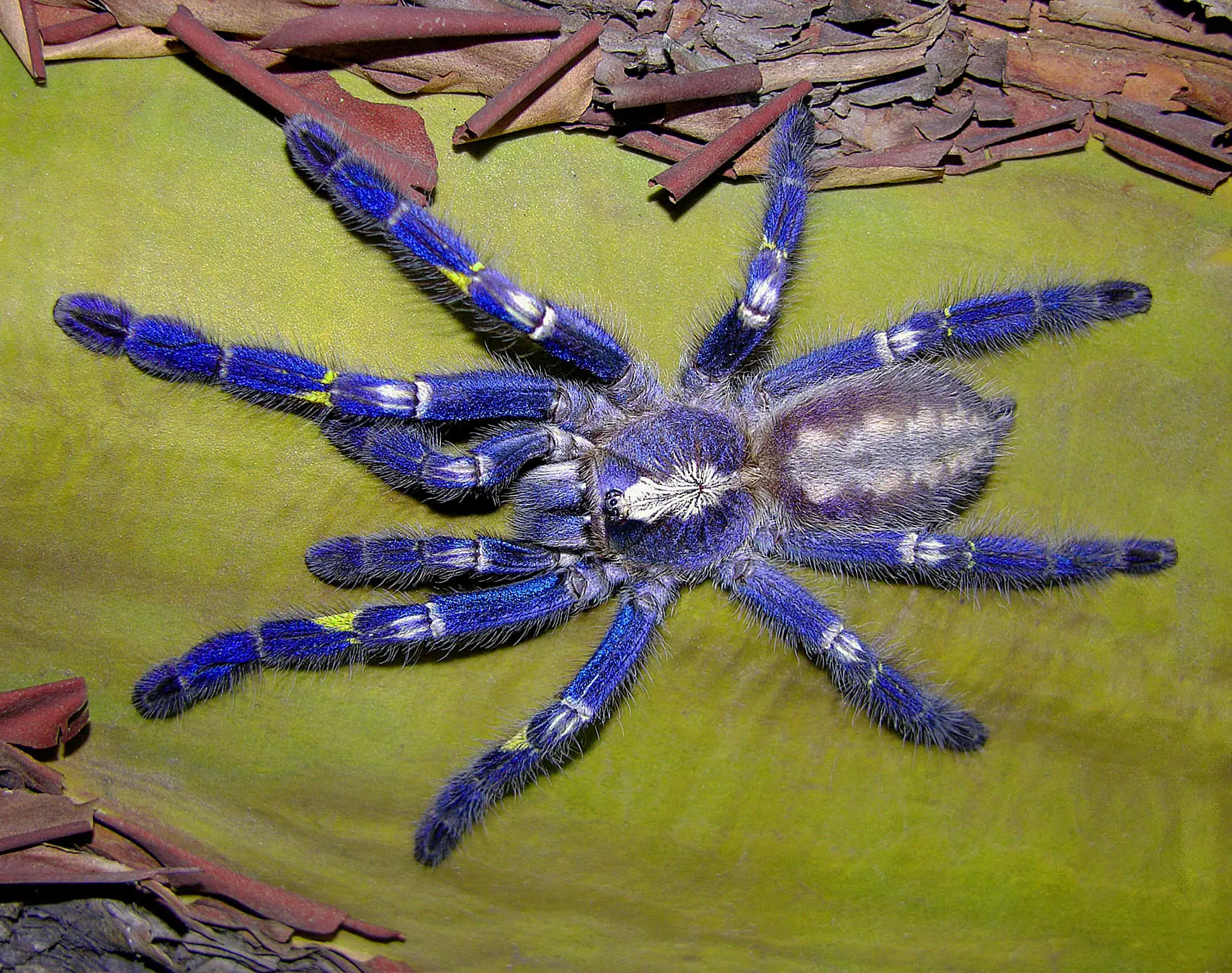 Peacock Tarantula