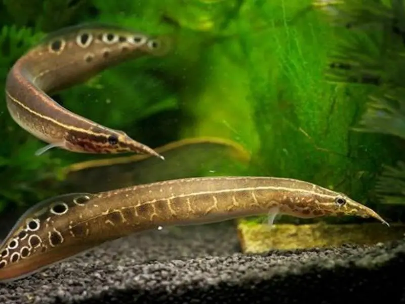 Peacock Eel