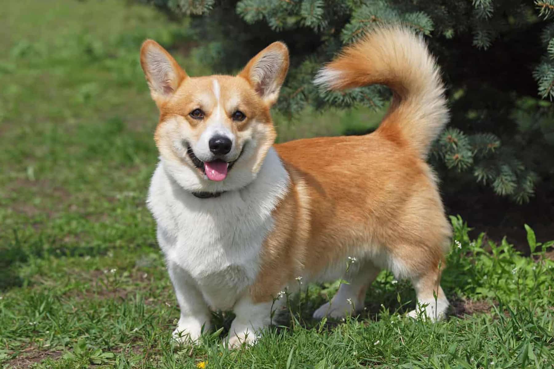 Pembroke Welsh Corgi