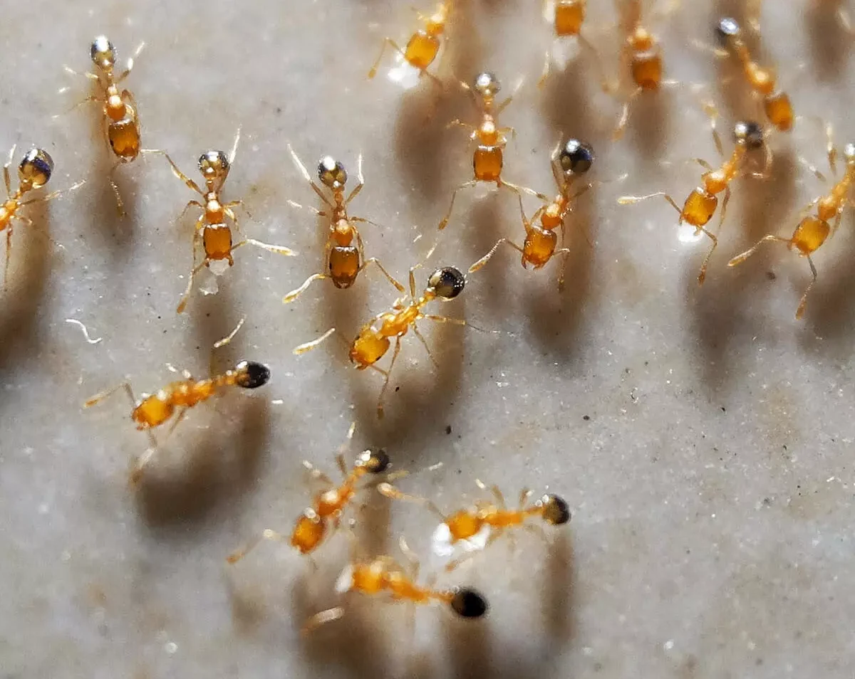 Pharaoh Ant