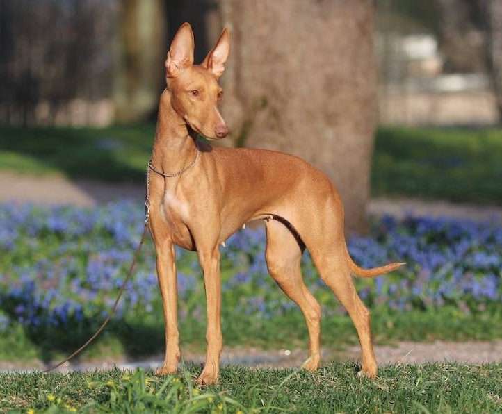 Pharaoh Hound