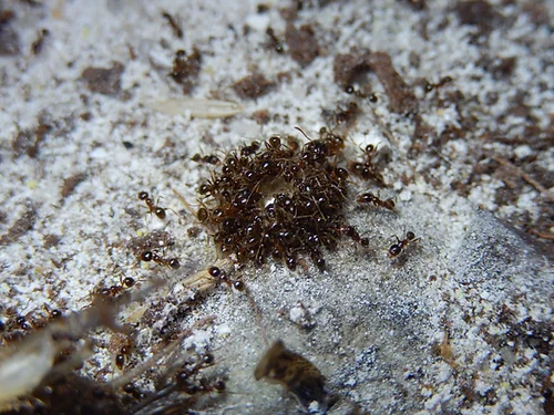 Pheidole pallidula