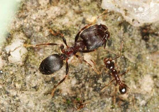 Pheidole yeensis