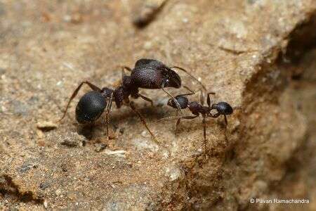 Pheidole