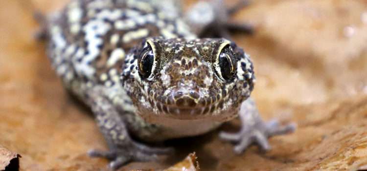 Pictus Gecko