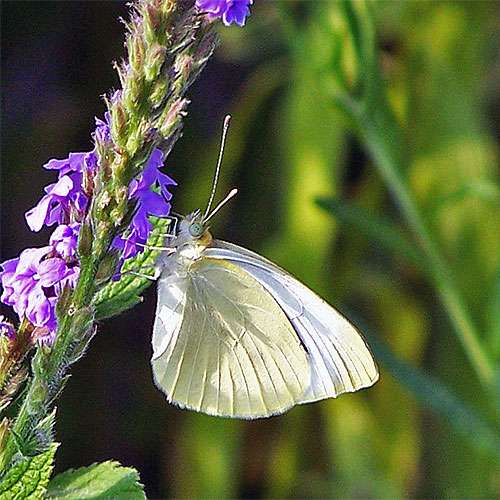 Pieridae Butterfly